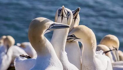 我嫁入豪门后道观火了 filetype:pdf平板端