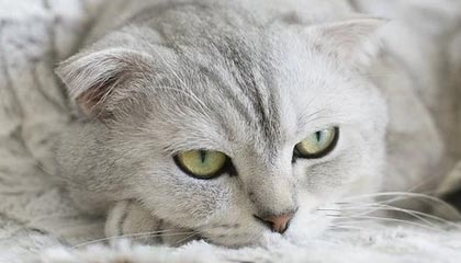 猫咪社区官网32位